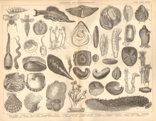 1874 imprimé mollusca - ~,