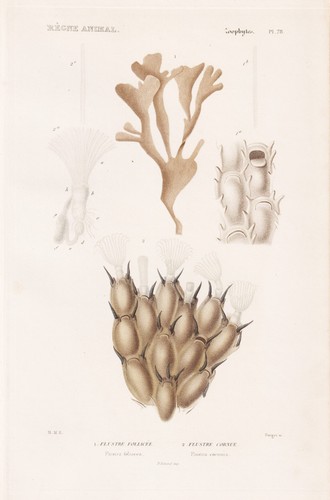 Flustra foliacea corail - flustra,