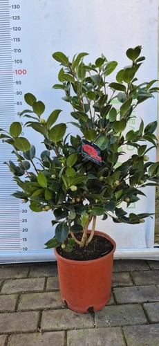 Plante camélia japonica pot - plante,