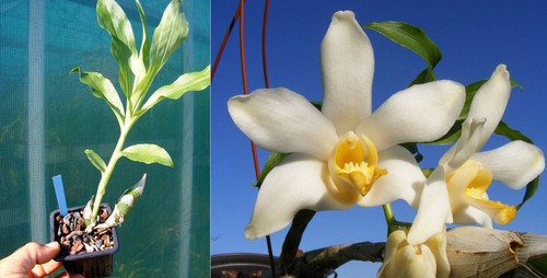 Chysis bactescens orchidée - chysis,