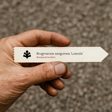 Brugmansia sanguinea luteola - sanguinea, 'luteola'