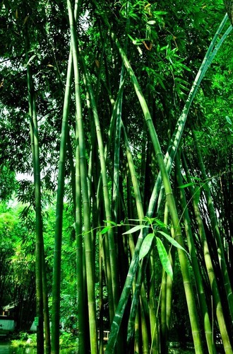 Green bamboo seeds - bamboo,