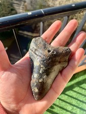 Megalodon Fossil Tooth – 10