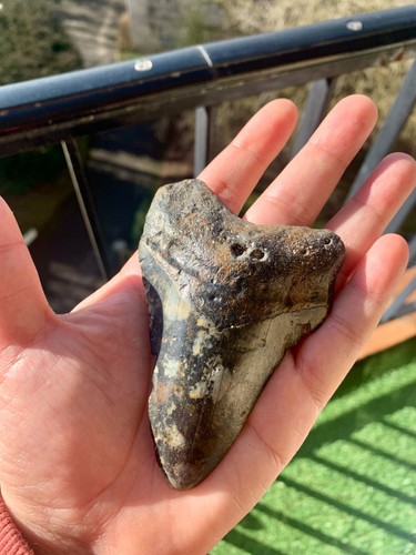 Megalodon fossil tooth 10 - megalodon,