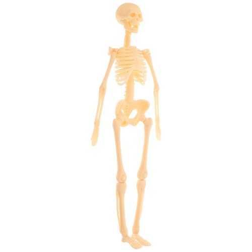 Modèle osseux simulation - modèle,