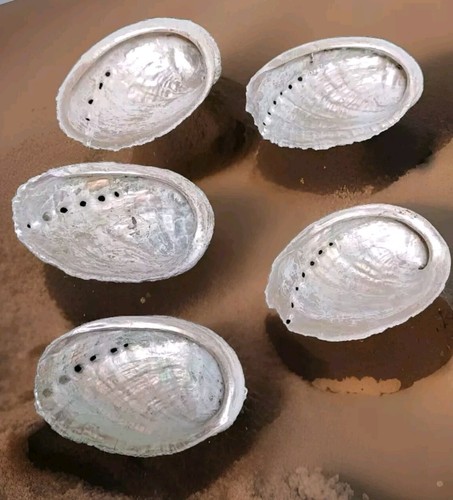 Coquilles ormeaux nacre - d'ormeaux,