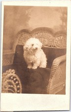 Carte Postale RPPC Chien