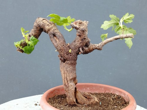 Pré bonsaï ficus - de,