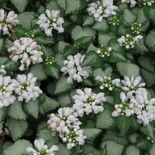 Lamium maculatum white nancy - lamium,