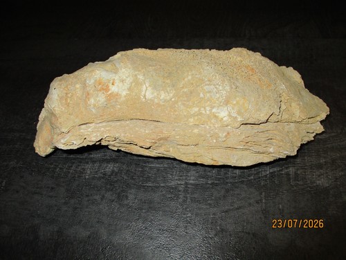Huitre fossile ostrea