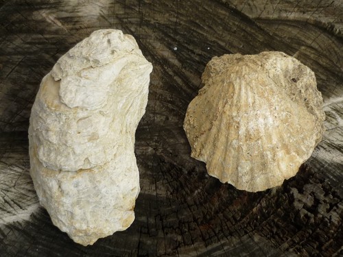 Fossiles huître coquille - fossiles,