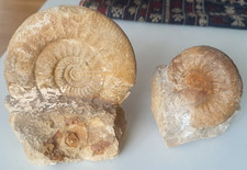 Lot 2 fossiles Ammonites 10,5