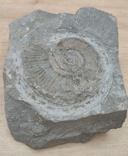 Ammonite  Drôme 60mm