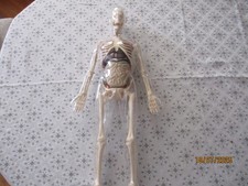 squelette jouet avec organes TOYS "r"us 56 cm 2015?