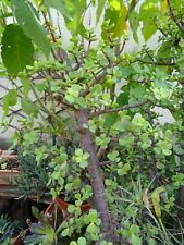 LOT =30/35cm gros tronçon crassula tiré du pied mére +verveine tisane du jardin