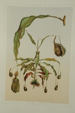 Lithographie couleur originale Botanique Népenthes Hookerii fleur carnivore