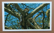 CPA Carte Postale SAFARI