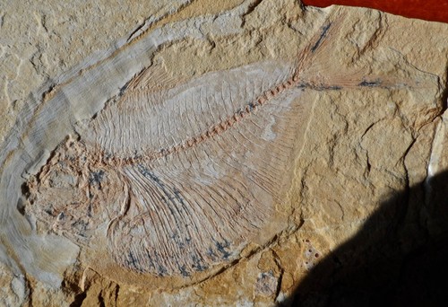 Poisson fossile crétacé - fossile, du