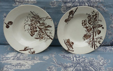 Choisy le Roi Oiseaux et