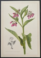 Botanique Grande consoude Gravure couleur d'après Claus Caspari