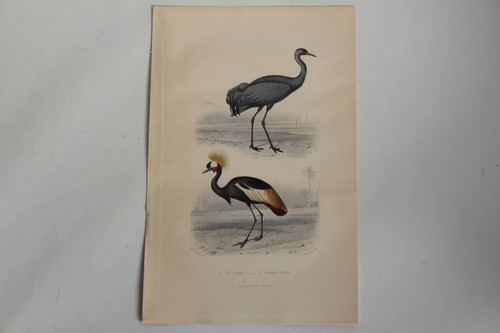 Gravure buffon grue - gravure,
