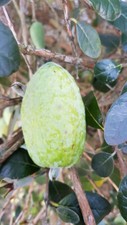 Feijoa sellowiana 'Mammoth' / Goyave verte / Godet / Fruitier