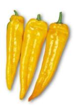 POIVRON CORNE DE TAUREAU