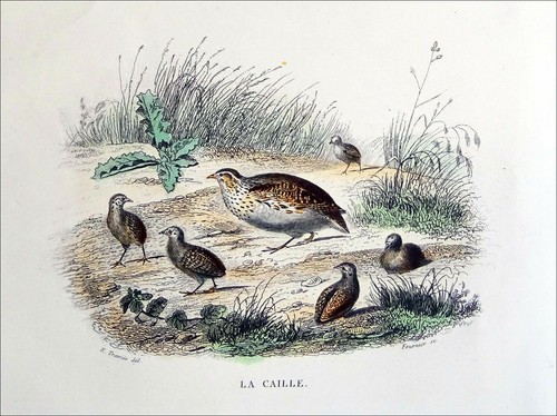 Chasse perdrix grise la - chasse,
