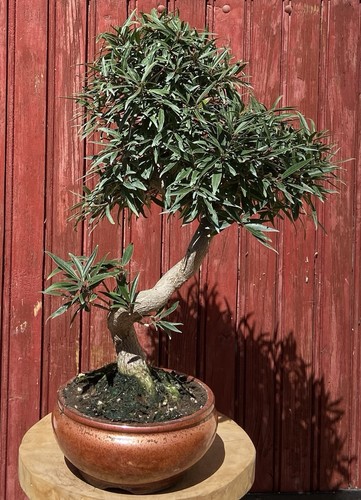 Bonsaï tropical ficus - bonsaÏ,