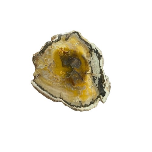 Tranche bois fossilisé - tranche,
