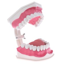 modèle à languette dentaire