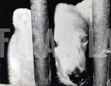 Photo De Presse Vintage