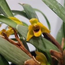 Maxillaria variabilis jaune