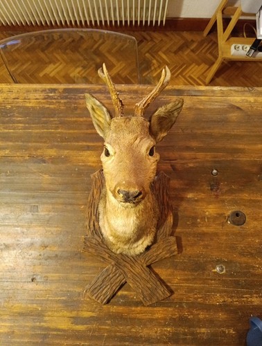 Taxidermie tête chevreuil - de,