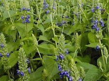 1.000 graines BIO  CHIA à semer Salvia hispanica Organic chia seeds Superaliment