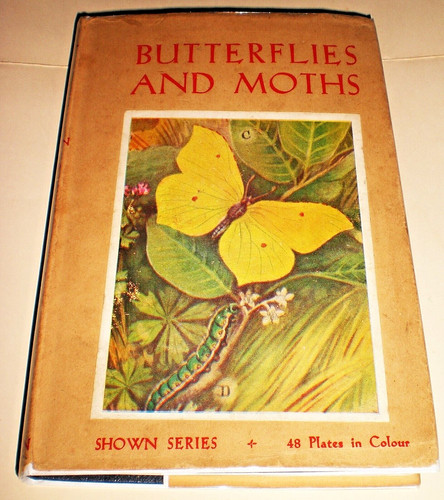 Kelman butterflies moths - &,