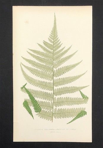 Cyathea dealbata british - dealbata,