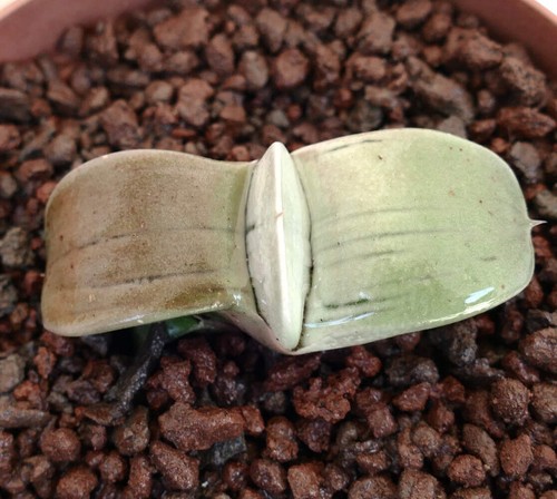 Gasteria armstrongii - , cv