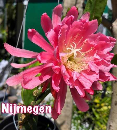 Rare epiphyllum nijmegen - epiphyllum, nijmegen-