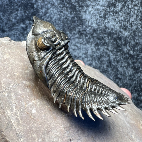 Double trilobite fossil - double,