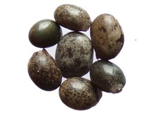 Lupin Sauvage - Lupinus Perennis - Wild Perennial Lupine - SEM05