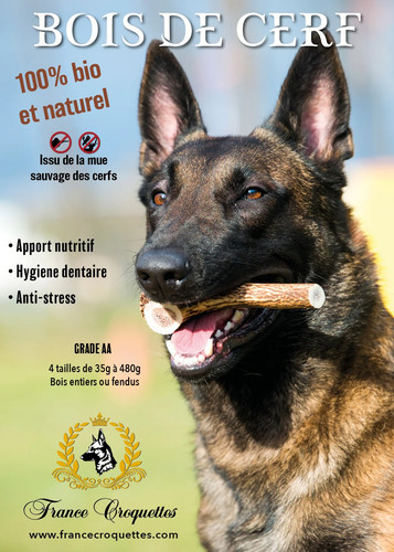 Bois cerfs xxl entier - cerfs,