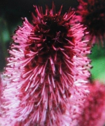 Pimprenelle à fleur - pimprenelle,