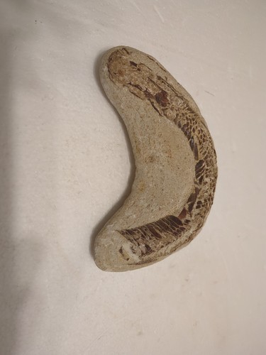 Vinctifer comptoni fossil - comptoni, good