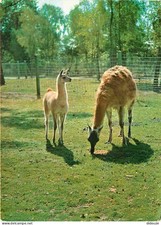 Animaux - Zoologique de Montevran  Chaumont-Sur-Tharonne - Guanaco - Zoo - CPM -