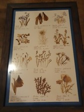 Jolie composition " Herbier" naturel sous cadre.