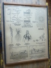 Antiquité  Carte Affiche Vintage la racine la tige HATIER 1950