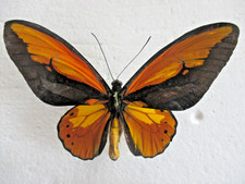 Entomologie Papilionidae