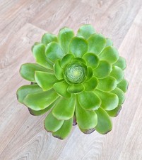 Aeonium Cyclops, diamètre