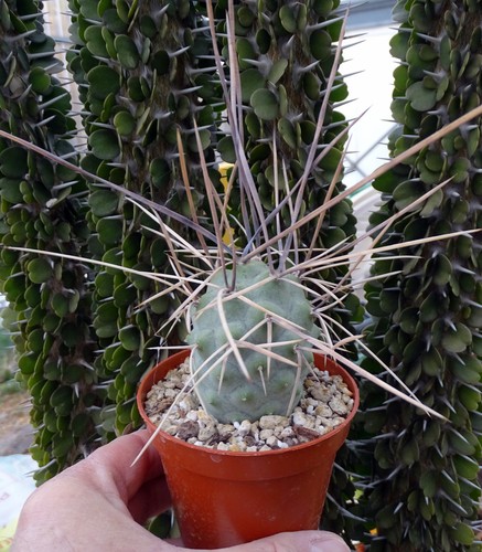 Tephrocactus aoracanthus - tephrocactus,